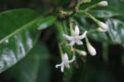 <strong>Psychotria nacdado - Birnbaum Philippe - 1430</strong><br />© Ramon, Laurence